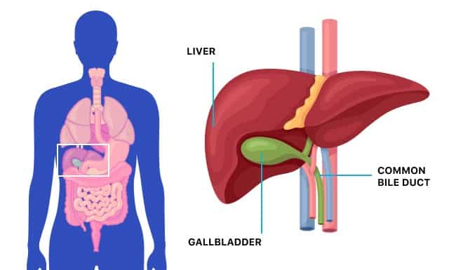Gallbladder Cleanse Diet 